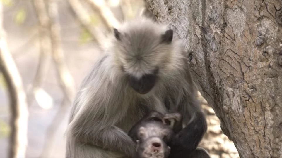 Συγκινητικό βίντεο: Μαμά πίθηκος κρατά επί ώρες στην αγκαλιά της το νεκρό μωρό της